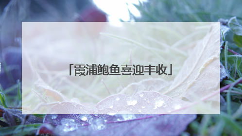 霞浦鲍鱼喜迎丰收