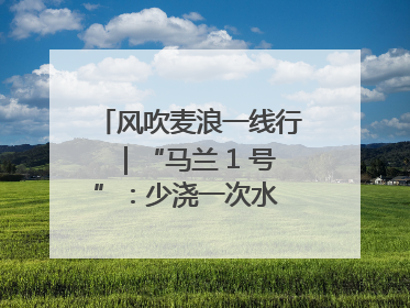 风吹麦浪一线行｜“马兰 1 号”：少浇一次水 多产一成粮
